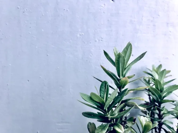 HippoZino Casino Ondersteuning